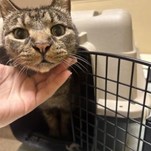 Teddy, Senior Male unknown