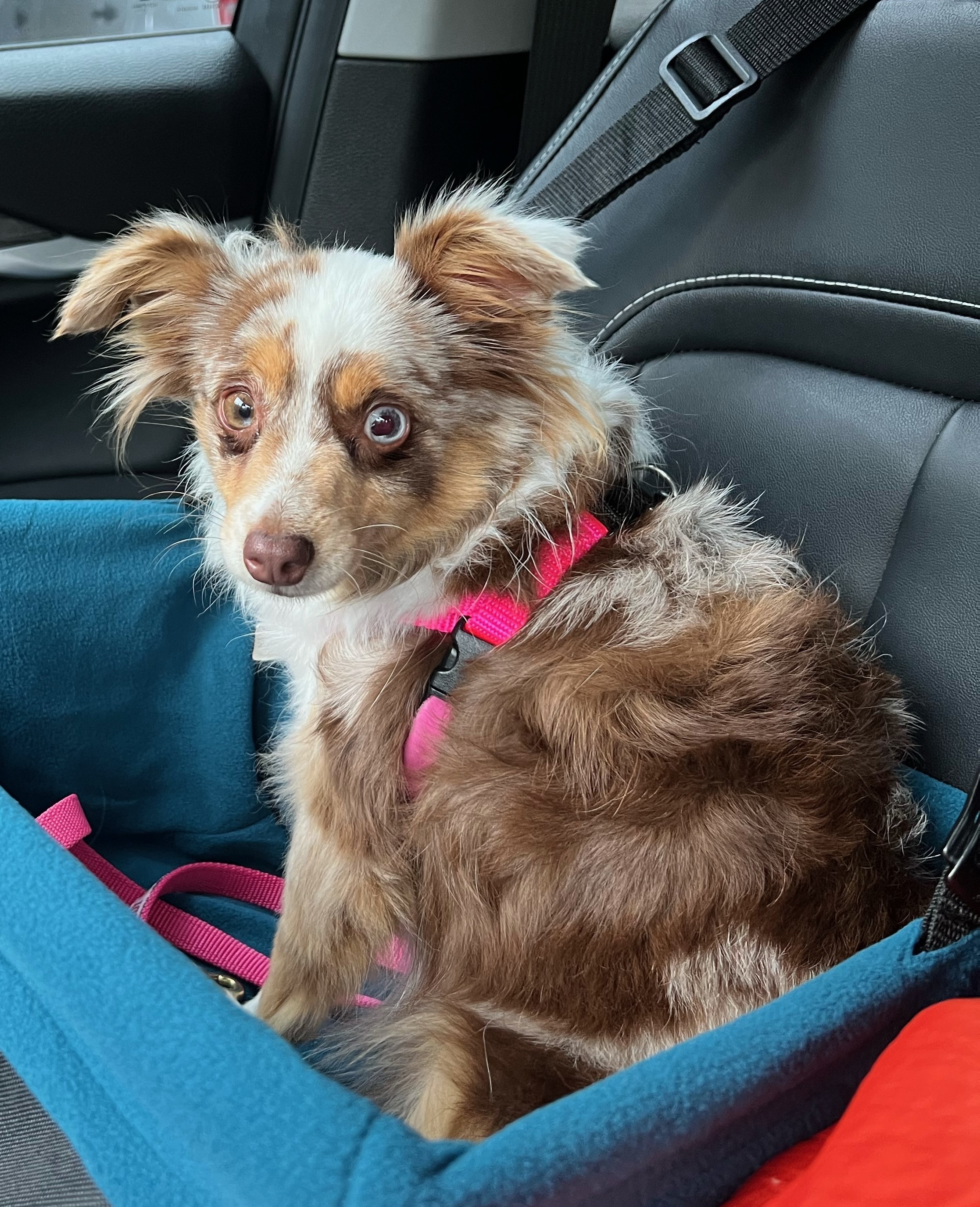 Hazel Marie/Mochi