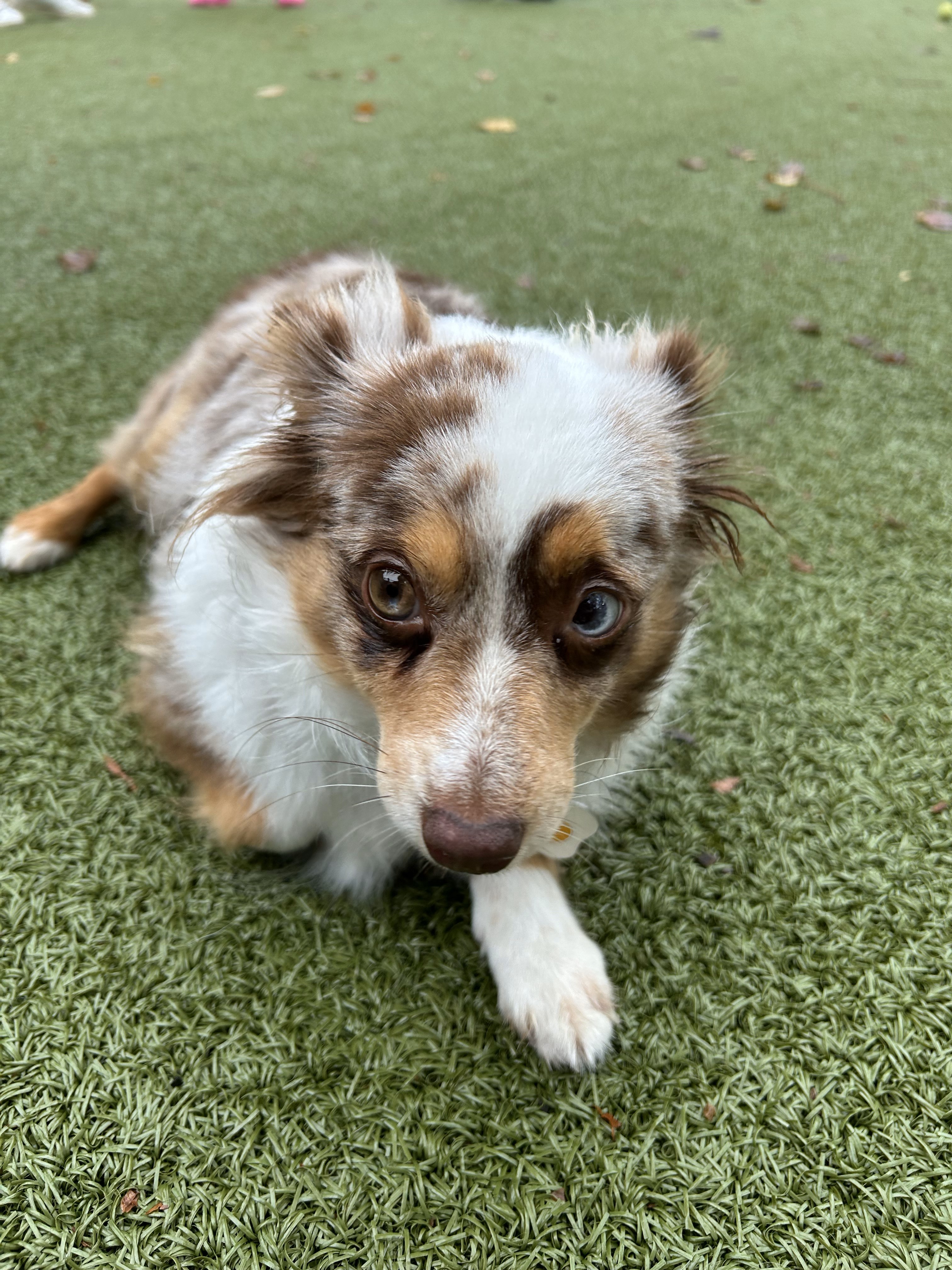Hazel Marie/Mochi