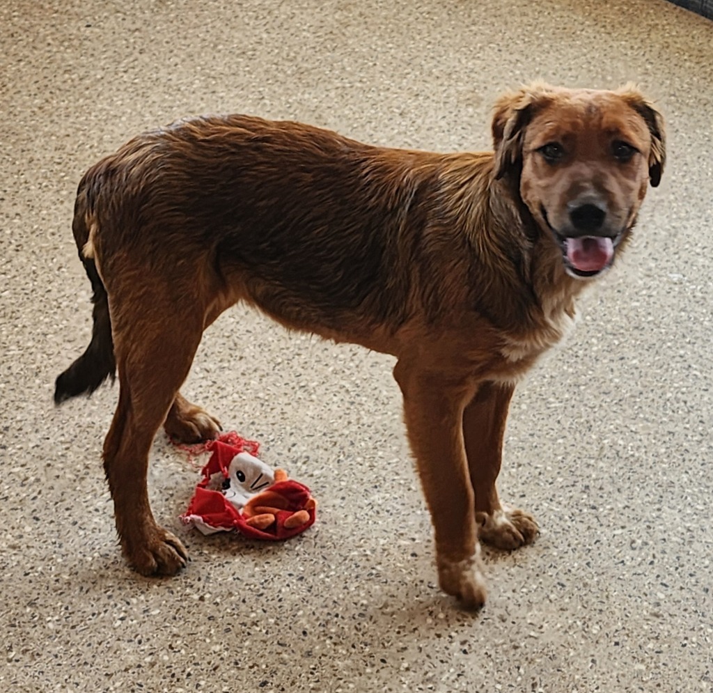 Lavendar, an adoptable Australian Cattle Dog / Blue Heeler in Gold Beach, OR, 97444 | Photo Image 1