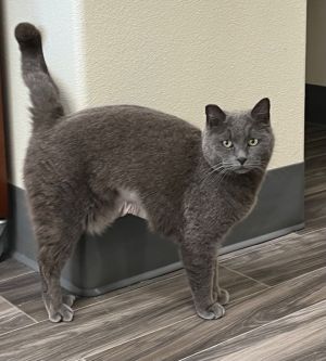 Rheanna, Adult Female unknown