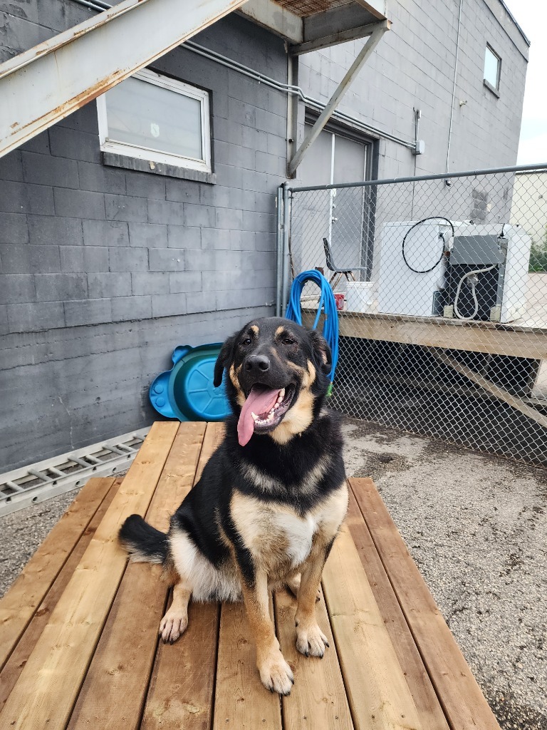 Copper, an adoptable Shepherd in Winnipeg, MB, R3H 0M1 | Photo Image 1