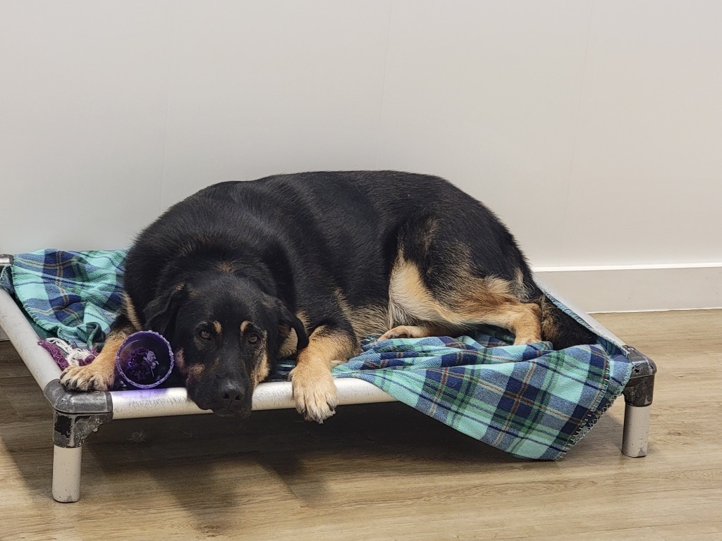 Copper, an adoptable Shepherd in Winnipeg, MB, R3H 0M1 | Photo Image 2