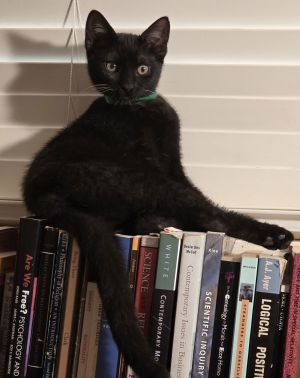 Lightning Bug - Midnight Littermate Bombay Cat