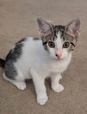Lilio & Stitch - Loving and Sweet Tabby Cat