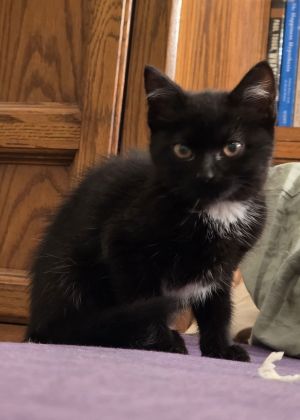 Starburst - Midnight Littermate Bombay Cat