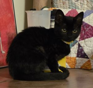 Tequila Sunrise - Midnight Littermate Bombay Cat