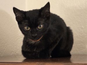 Maddie - Midnight Littermate Bombay Cat