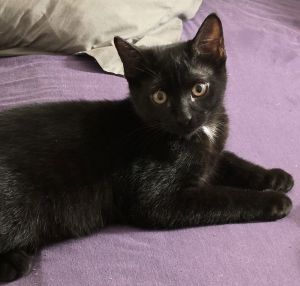 One of five mostly-black kittens born in early April Moonshine is a stocky hand
