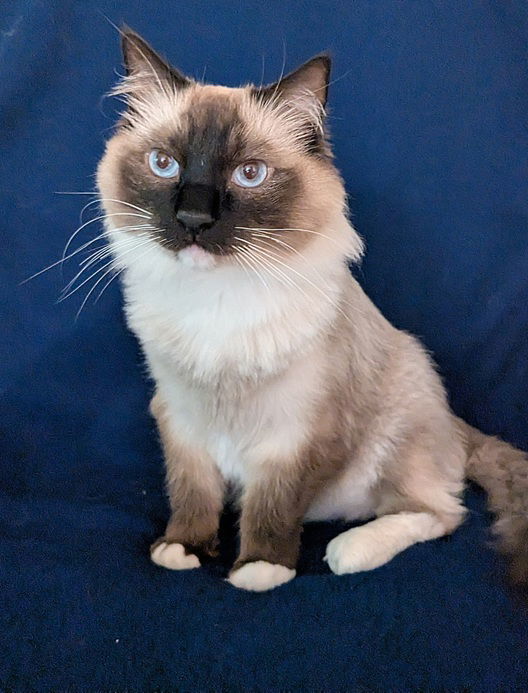 Iggy, an adoptable Ragdoll in Nashville, TN, 37215 | Photo Image 1