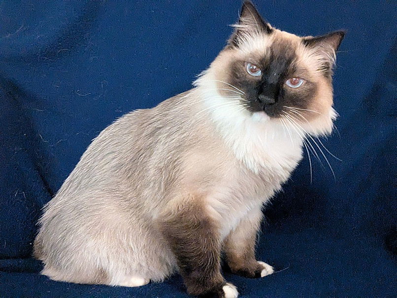 Iggy, an adoptable Ragdoll in Nashville, TN, 37215 | Photo Image 2