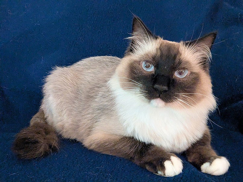 Iggy, an adoptable Ragdoll in Nashville, TN, 37215 | Photo Image 3