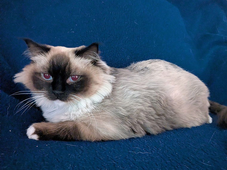 Poppy25, an adoptable Ragdoll in Nashville, TN, 37215 | Photo Image 1
