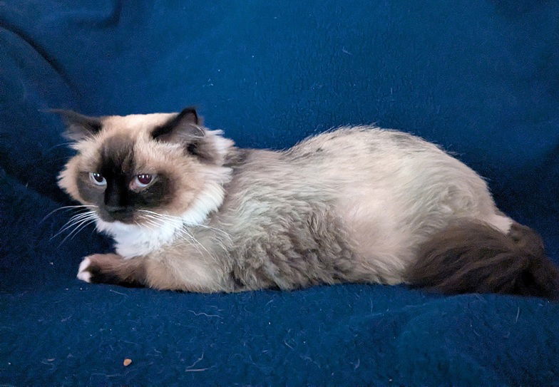 Poppy25, an adoptable Ragdoll in Nashville, TN, 37215 | Photo Image 2