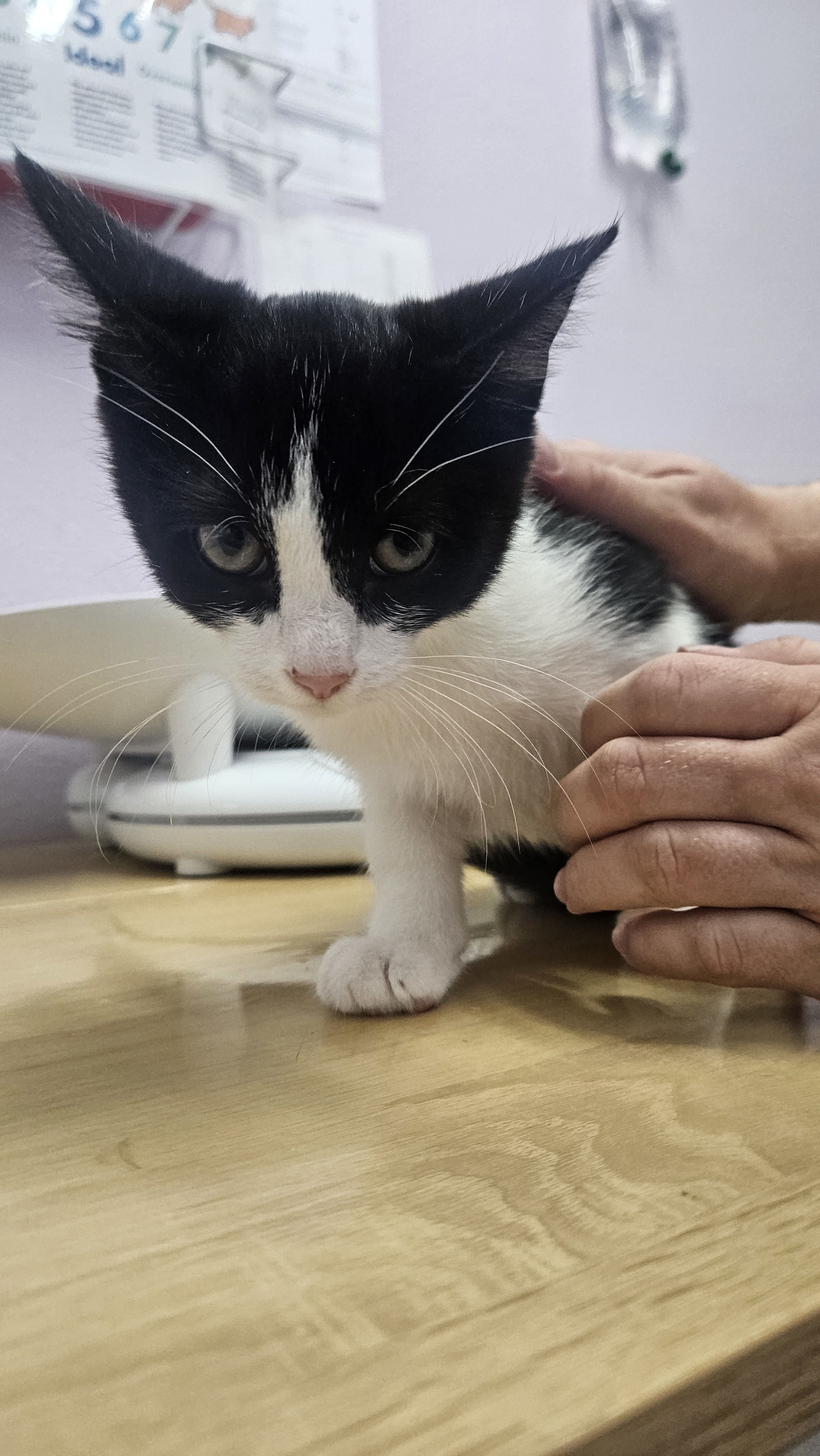 Lucy (Bonded to Ethel)