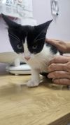 Lucy (Bonded to Ethel) photo 1