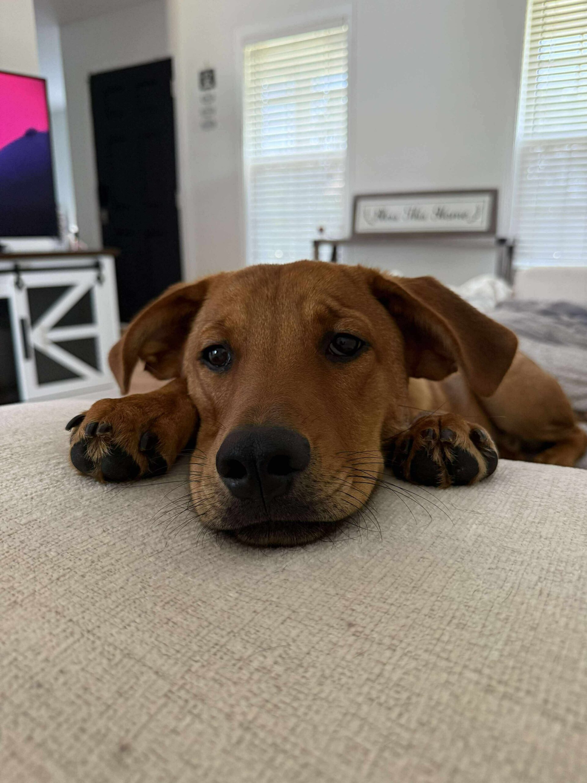 Taco