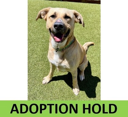 Bruno, an adoptable Labrador Retriever, Mixed Breed in Eugene, OR, 97402 | Photo Image 1