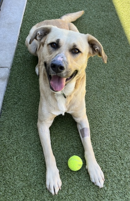 Bruno, an adoptable Labrador Retriever, Mixed Breed in Eugene, OR, 97402 | Photo Image 2