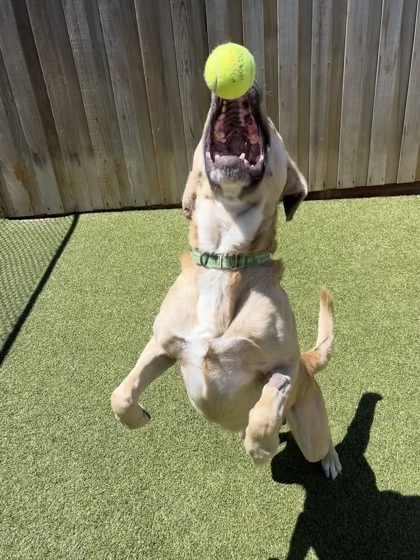 Bruno, an adoptable Labrador Retriever, Mixed Breed in Eugene, OR, 97402 | Photo Image 3