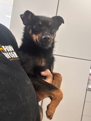 Max, Young Male unknown