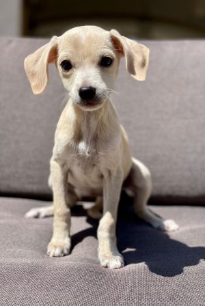 Daisy, Baby Female unknown