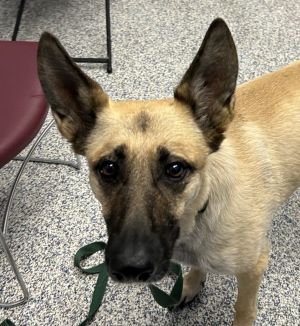 Lucy, Adult Female unknown