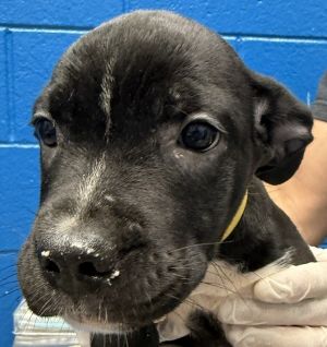 Lucky Charms, Baby Female unknown