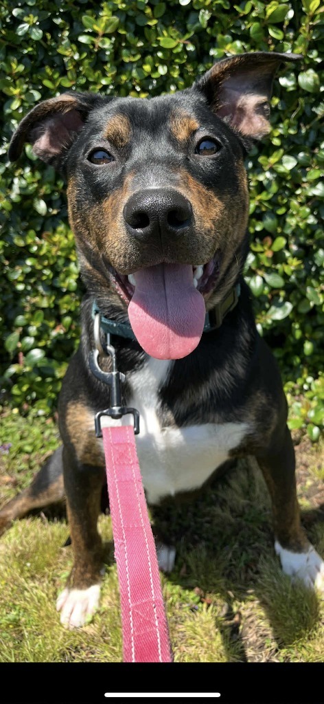 Wile E Coyote, an adoptable Pit Bull Terrier in Brookings, OR, 97415 | Photo Image 1