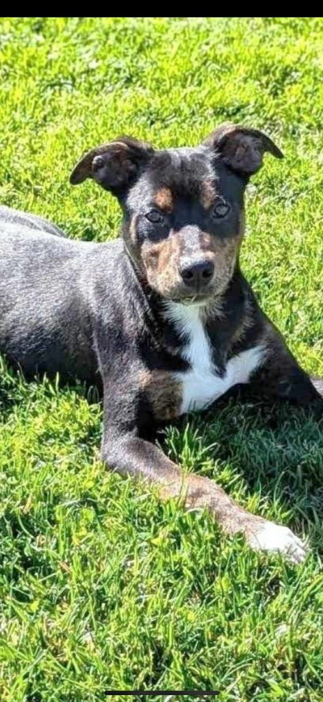 Wile E Coyote, an adoptable Pit Bull Terrier in Brookings, OR, 97415 | Photo Image 2