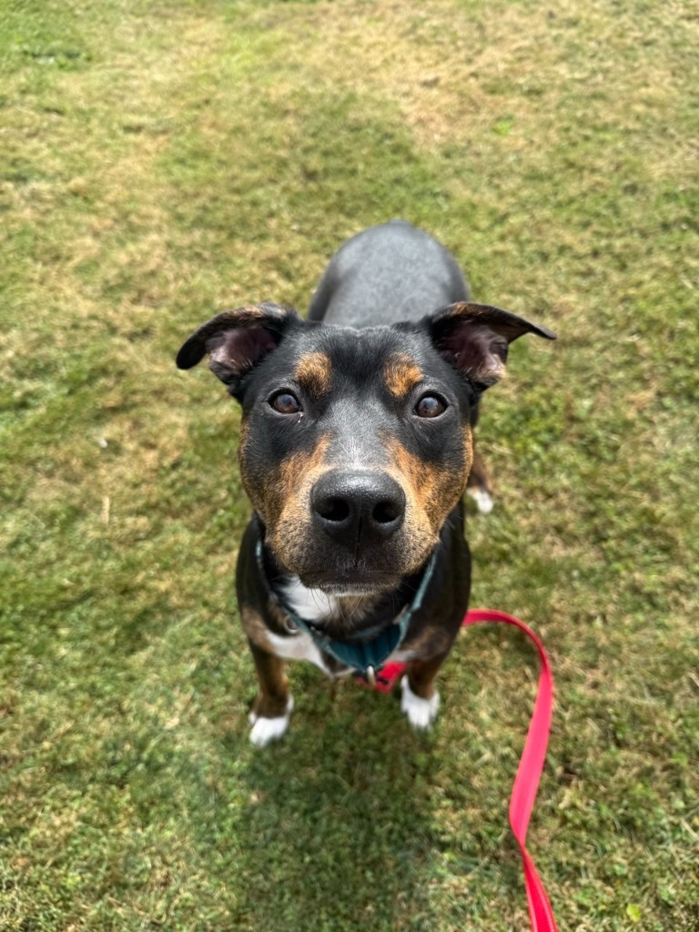 Wile E Coyote, an adoptable Pit Bull Terrier in Brookings, OR, 97415 | Photo Image 3