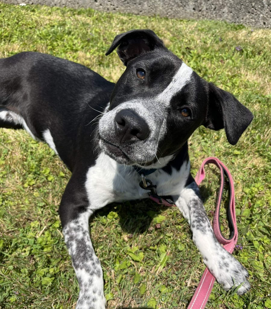 Tostada, an adoptable Pit Bull Terrier, Border Collie in Brookings, OR, 97415 | Photo Image 1