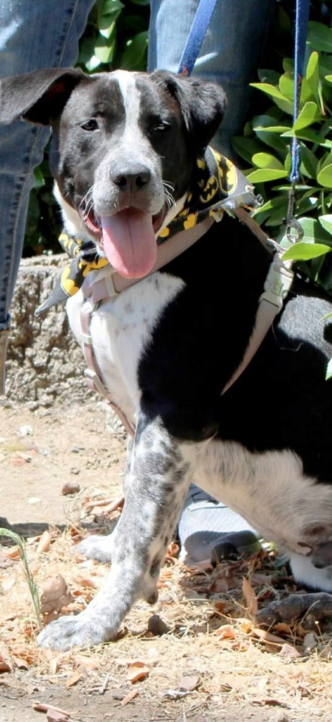 Tostada, an adoptable Pit Bull Terrier, Border Collie in Brookings, OR, 97415 | Photo Image 2