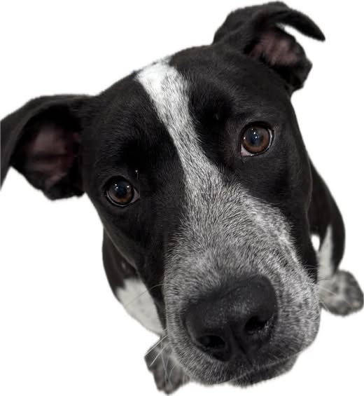 Tostada, an adoptable Pit Bull Terrier, Border Collie in Brookings, OR, 97415 | Photo Image 3