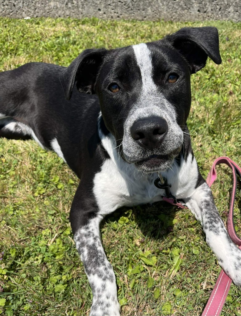 Tostada, an adoptable Pit Bull Terrier, Border Collie in Brookings, OR, 97415 | Photo Image 4