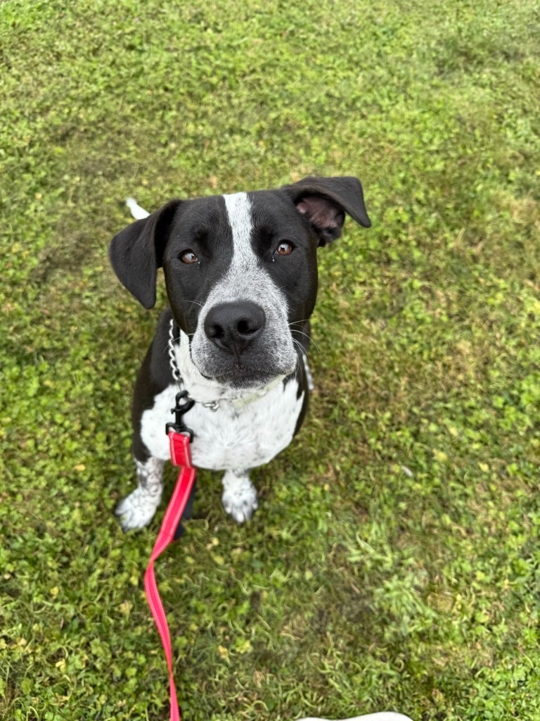 Tostada, an adoptable Pit Bull Terrier, Border Collie in Brookings, OR, 97415 | Photo Image 5