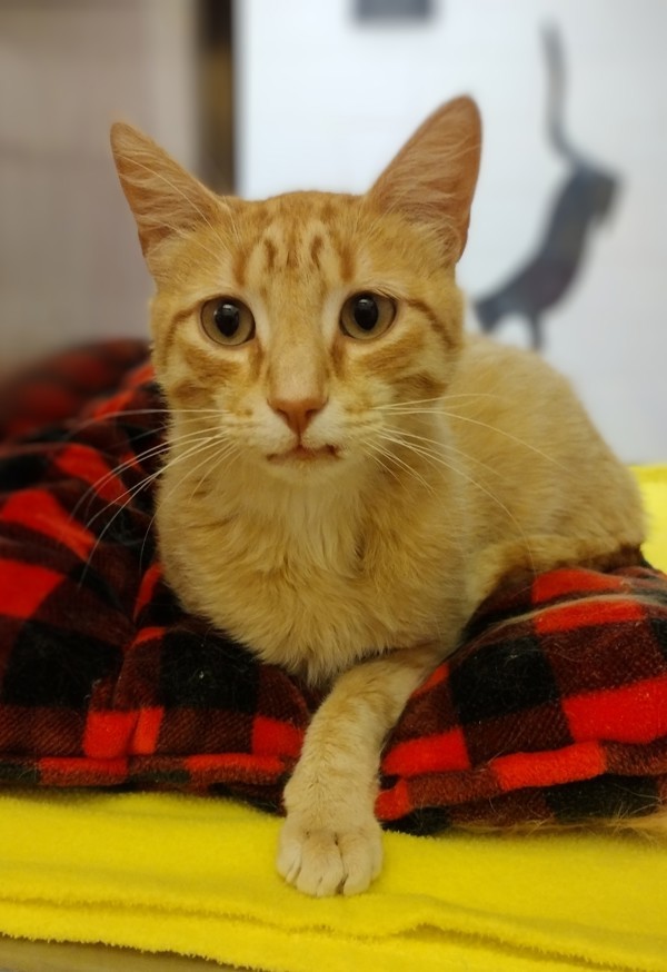 Cullen 44885, an adoptable Domestic Short Hair in Pocatello, ID, 83205 | Photo Image 1