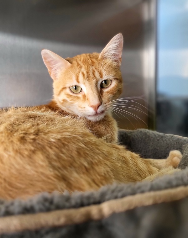 Cullen 44885, an adoptable Domestic Short Hair in Pocatello, ID, 83205 | Photo Image 1