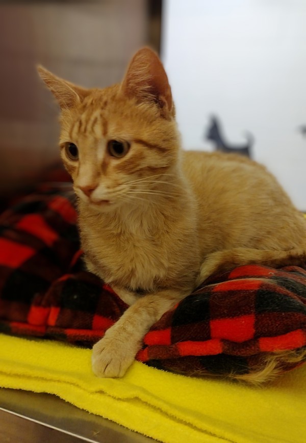 Cullen 44885, an adoptable Domestic Short Hair in Pocatello, ID, 83205 | Photo Image 3