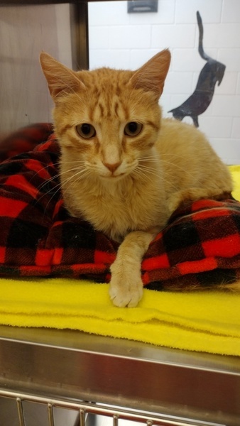 Cullen 44885, an adoptable Domestic Short Hair in Pocatello, ID, 83205 | Photo Image 3