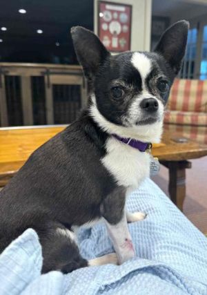 Rosie, Adult Female unknown