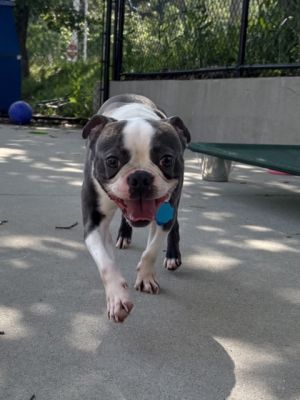 Harley, Adult Male unknown