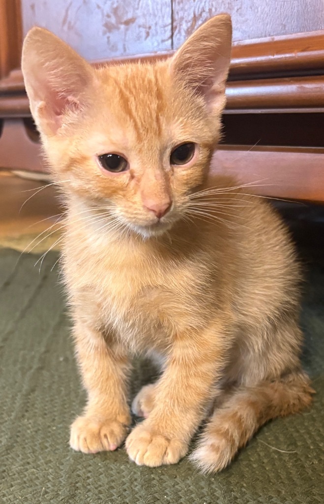 Mac