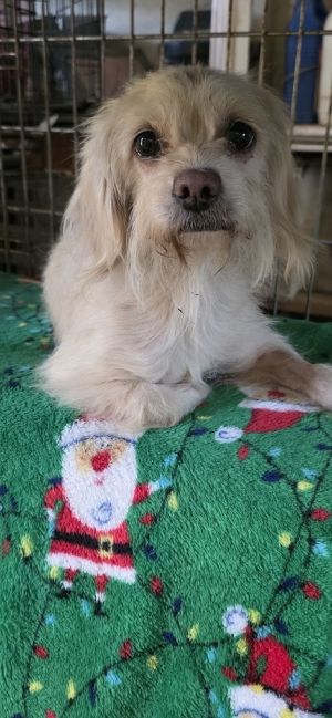 Kaira is a 1-2 years old female Terrier Mix who was rescued from the streets in Gadsden Co FL Sh