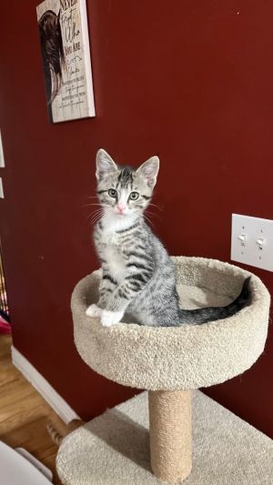 Pickles Von Trouble, Baby Male unknown