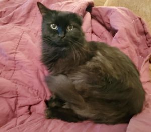 Cece, Adult Male unknown
