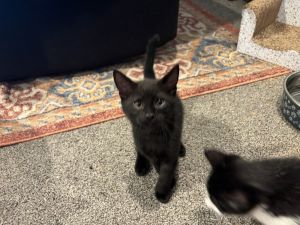 Soot, Baby Male unknown