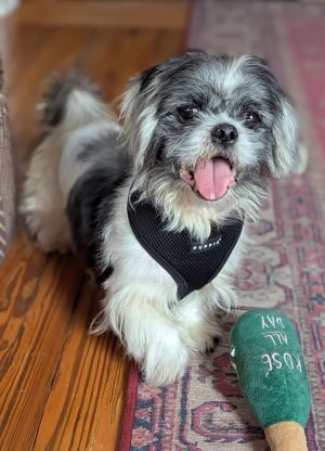 Pawpaw Mixed Breed Dog
