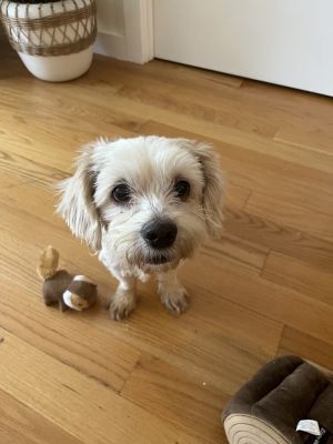 Ingrid Mixed Breed Dog