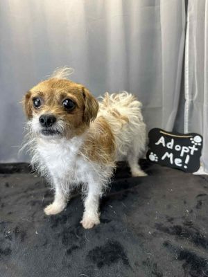 Frannie Mixed Breed Dog